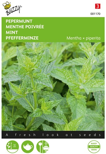 Peppermint (Mentha x piperita) - Buzzy