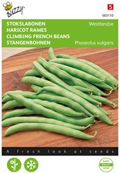 Pole Beans Westland - Buzzy