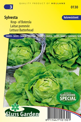 Lettuce Butterhead Sylvesta