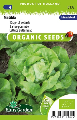 Lettuce Butterhead Matilda EKO