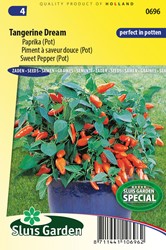 Sweet pepper Tangerine Dream (pot)
