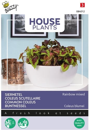 Common Coleus Rainbow mixed - Buzzy House Plants