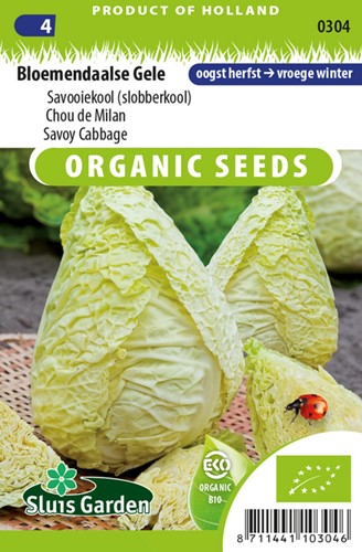 Savoy cabbage Bloemendaalse Gele EKO