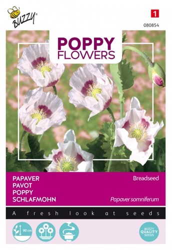 Poppy Breadseed - Buzzy Poppy Flowers