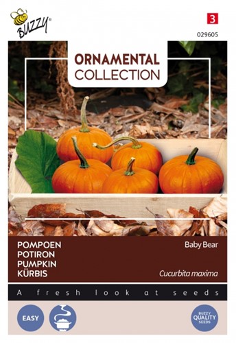 Squash Baby Bear - Ornamental Collection