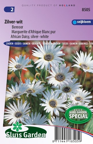 African Daisy Silver & White – Arctotis Grandis