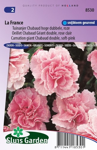 Carnation La France – Dianthus Chabaud
