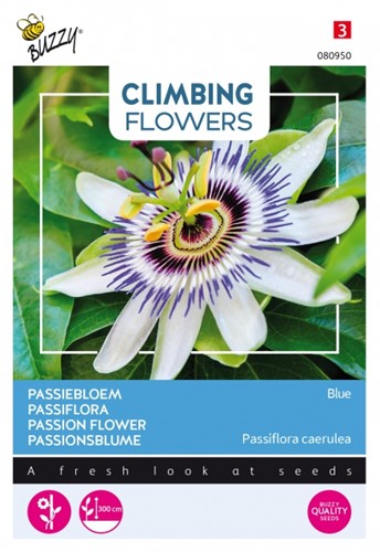 Passion Flower Blue - Climbing Flowers