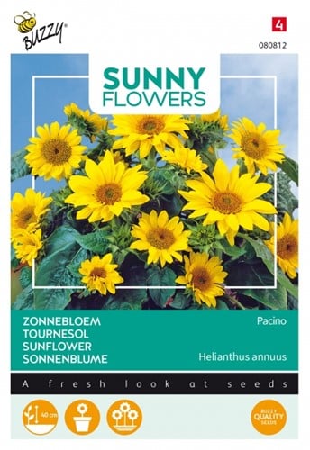 Sunflower Pacino - Sunny Flowers