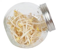 Organic Sprouting glass pot - Mung Beans-2