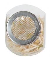 Organic Sprouting glass pot - Mung Beans-3