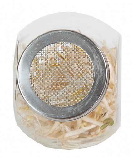 Organic Sprouting glass pot - Mung Beans-3
