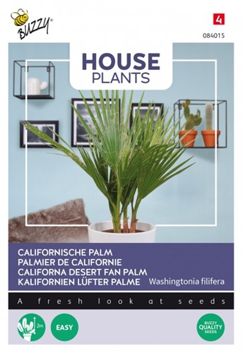 California Desert Fan palm - Buzzy House Plants