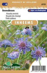 Field scabious - Knautia arvensis
