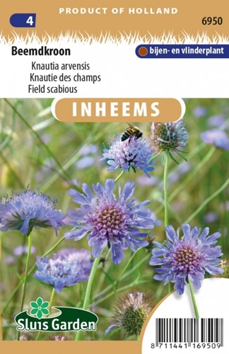Field scabious - Knautia arvensis