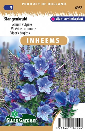 Viper’s bugloss - Echium vulgare