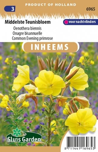 Common Evening primrose - Oenothera biennis