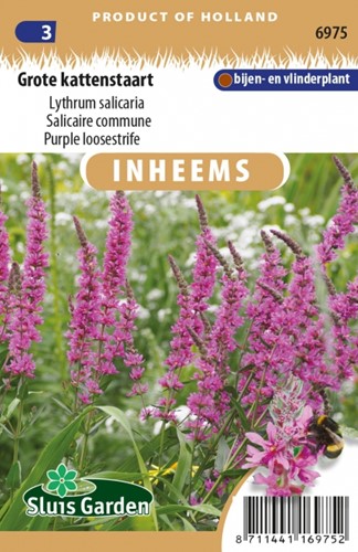 Purple Loosestrife - Lythrum salicaria