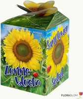 Greengift Zonnebloem 40 stuks in showdoos-2