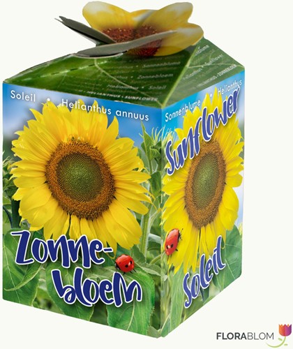 Greengift Zonnebloem 40 stuks in showdoos-2