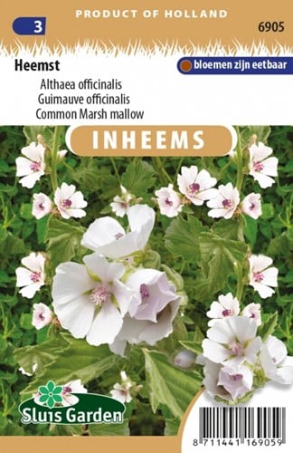 Common Marsh mallow - Althaea officinalis