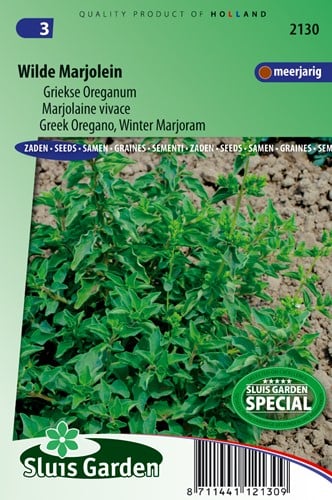 Greek Oregano, Winter Marjoram - Origanum hirtum