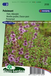 Pennyroyal mint (Mentha pulegium)