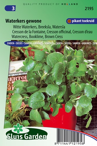 Watercress - Nasturtium officinale