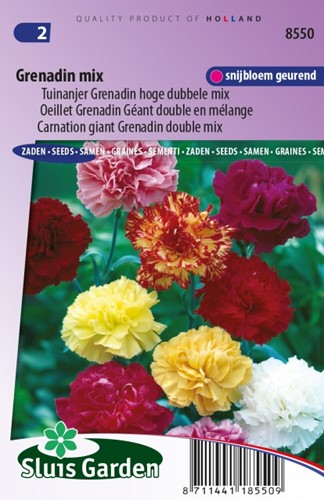 Carnation Grenadin Mix – Dianthus