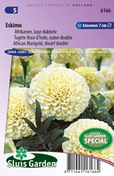 African Marigold, dwarf double Eskimo