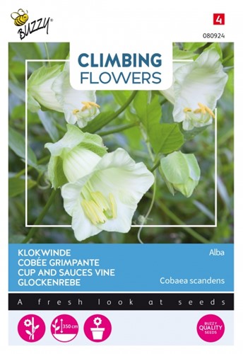 Cup and sauces vine Alba - Climbing Flowers