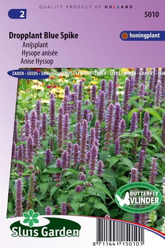 Anise Hyssop Blue Spike
