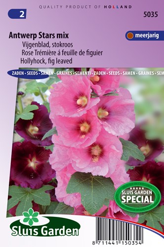 Hollyhock Antwerp Stars single mix