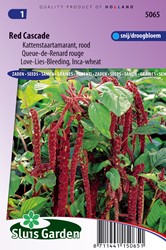 Love-Lies-Bleeding Red (Inca Wheat) - Amaranthus