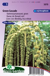 Love-Lies-Bleeding Green Cascade (Inca Wheat) - Amaranthus