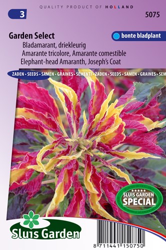 Love-Lies-Bleeding Garden Select (Joseph's coat / Amaranth)