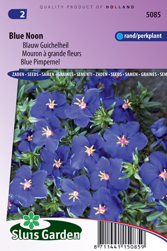 Pimpernel Blue Noon