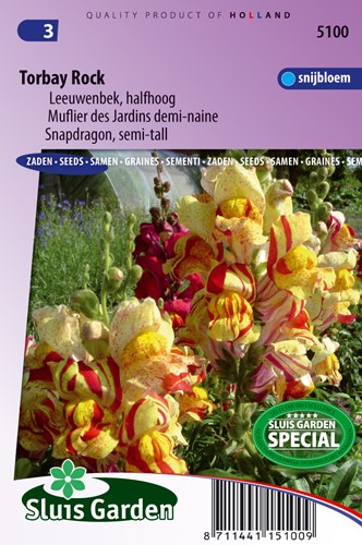 Snapdragon Torbay Rock (semi-tall)