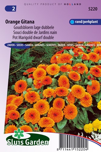 Pot Marigold Orange Gitana dwarf double - Calendula