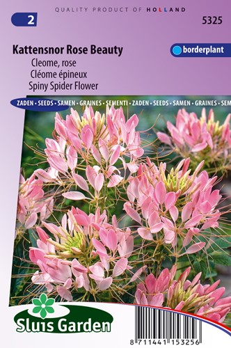 Kattensnor Rose Beauty - Cleome