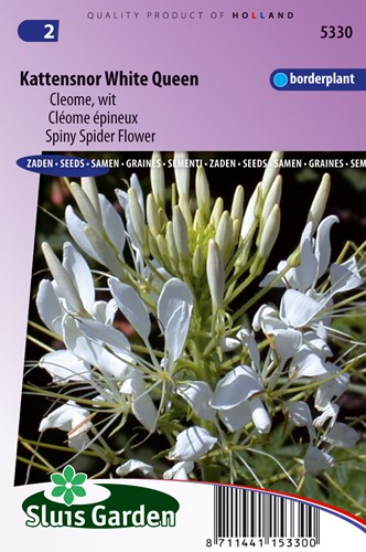 Spiny Spider flower White Queen - Cleome