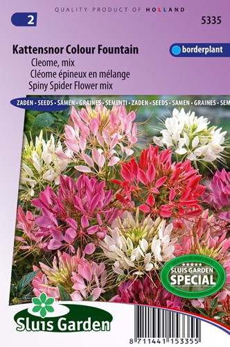 Spiny Spider flower Colour Fountain mix - Cleome