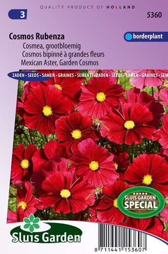 Mexican Aster, Garden Cosmos Rubenza