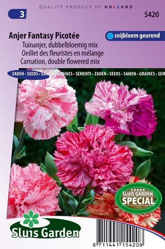 Carnation Chabaud double Picotee Fantasy mix