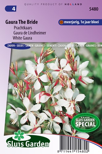 Gaura The Bride, white - Prachtkaars Gaura The Bride - Gaura lindheimerii