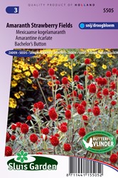 Kogelamaranth Strawberry fields - Gomphrena haageana