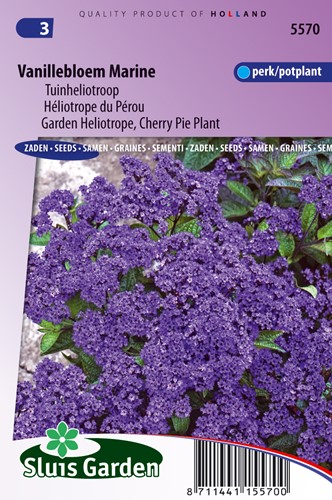 Garden Heliotrope, Cherry Pie Plant Marine