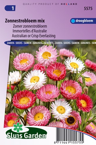 Australian or Crisp Everlasting giantflowered Mix