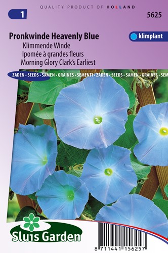 Morning glory Clark's earliest Heavenly Blue