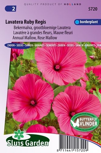 Mallow annual, Ruby Regis